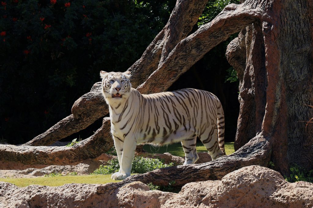 Weißer Tiger im Loro Parque
