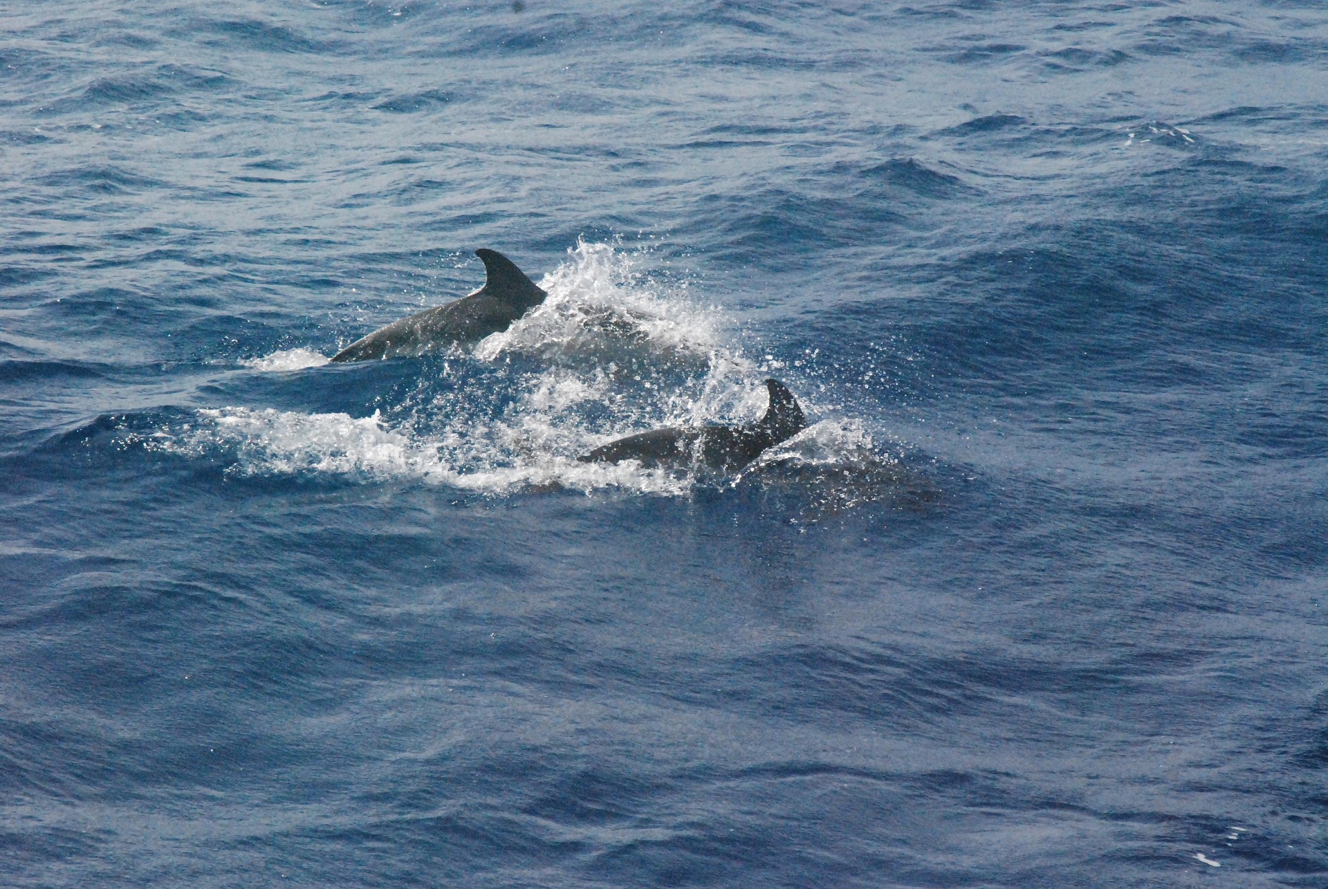 Whalewatching
